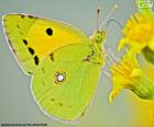 Ένα χρώμα ασβέστη πεταλούδα σε ένα κίτρινο λουλούδι